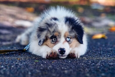 A Bernese Mountain Dog puppy in a lie down position on the ground.
