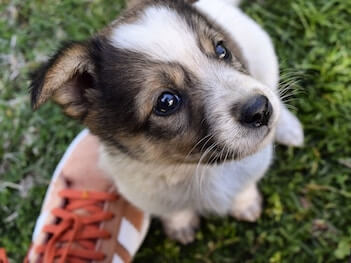 A brown and white puppy sitting in the grass looking up.