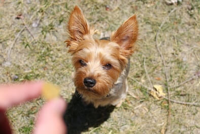 A Yorkie puppy sitting on the ground looking up at a treat being held between a woman's fingers.