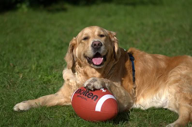 A Golden Retriever lying on the grass with his paw on a football.