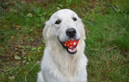 A Golden Retriever sitting in the grass holding a red rubber ball in its mouth.