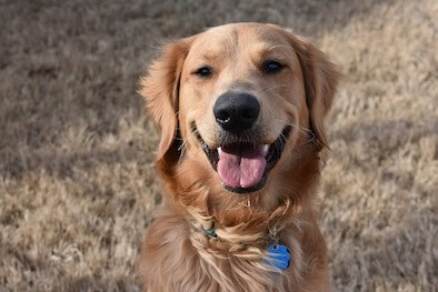 A happy Golden Retriever sitting in a field smiling and looking at you.