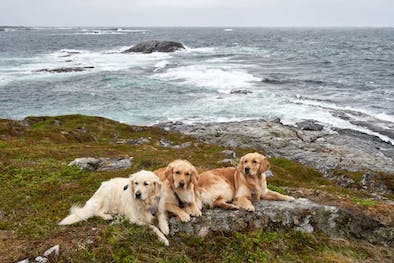Three Golden Retrievers lying on a rock with an ocean behind them.