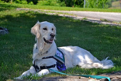A Golden Retriever wearing a service vest lying on the grass.