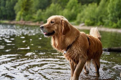 A wet Golden Retriever standing on the edge of a lake.