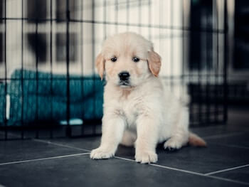 A Golden Retriever puppy is sitting on a tiled floor in front of a dog crate.
