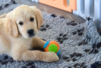A Golden Retriever puppy is lying on a grey fluffy blanket looking up at you while holding a ball between its paws.