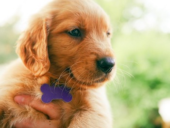 A Golden Retriever puppy wearing a purple ID tag is being held. Only the persons hand is shown.