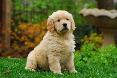 A Golden Retriever puppy is sitting outside in the grass.