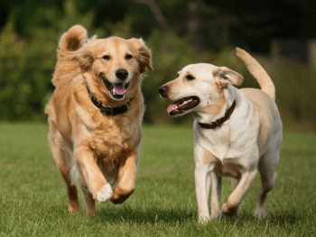 A Golden Retriever and Labrador Retriever running and playing together.