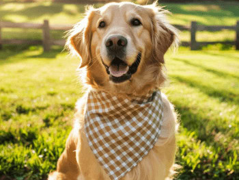A happy Golden Retriever wearing a checkered bandana sitting outside.