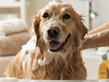 A Golden Retriever covered in shampoo suds sitting in a bathtub.