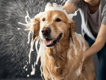 A Golden Retriever being shampooed by a woman.