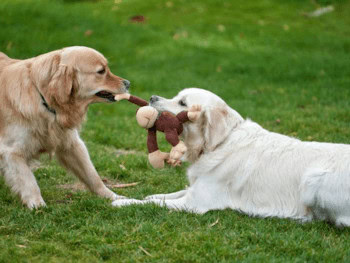 Two Golden Retrievers playing tug-of-war with a plush toy monkey in the grass.