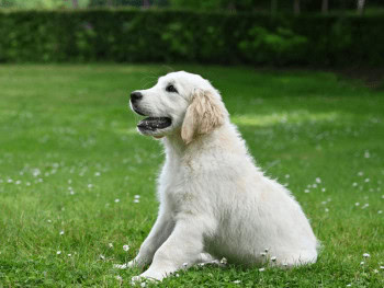 A side view of a Golden Retriever puppy sitting in a field of grass looking up.