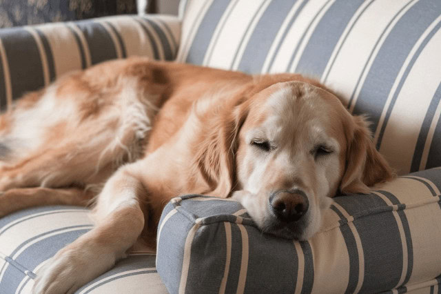 A Golden Retriever sleeping on a blue striped fabric couch.