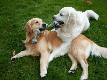 Two Golden Retrievers playing tug-of-war with a rope toy.