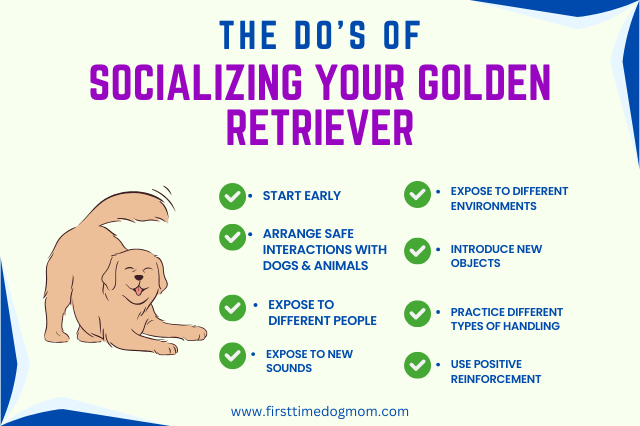 The Do's Of Socializing Your Golden Retriever Infographic.