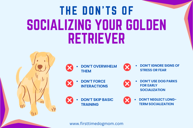 The Don'ts Of Socializing Your Golden Retriever Infographic.