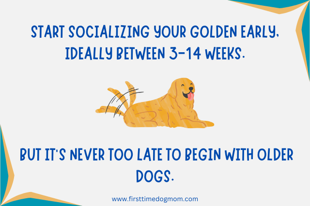 Golden Retriever Socialization Timeline Infographic.