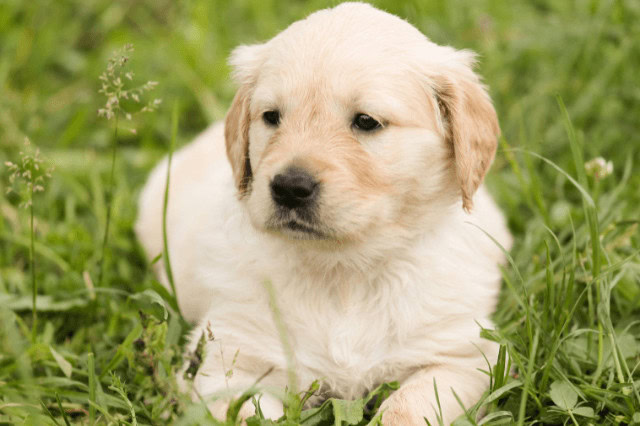 A Golden Retriever puppy lying in a field of grass looking off into the distance.