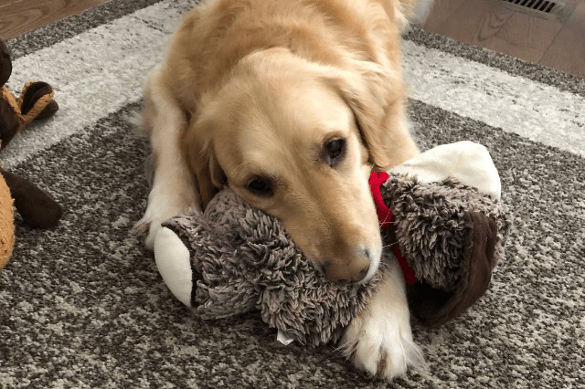 A Golden Retriever lying on the floor with a plush toy.