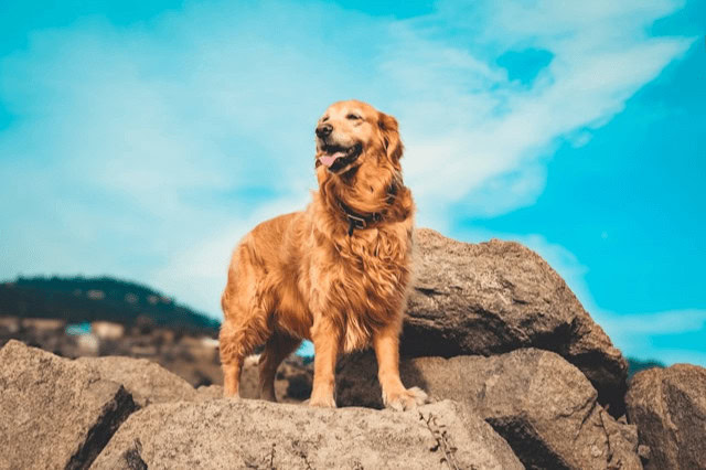A Golden Retriever standing on top of a pile of large rocks looking off into the distance.
