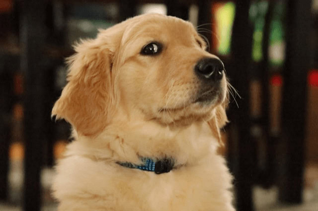 A Golden Retriever puppy giving you the side eye.