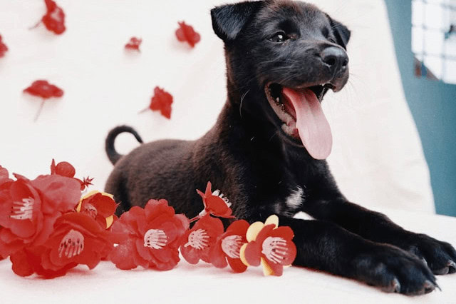 Black puppy lying on a white blanket with red flowers next to it.