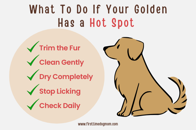 Step by step graphic showing what to do if your Golden Retriever has a hot spot.