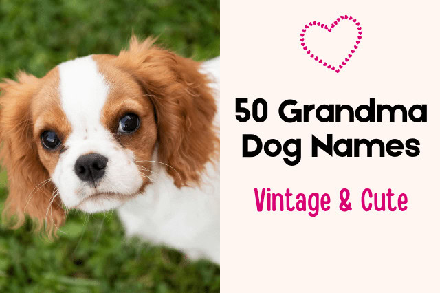 Cute Brittany Spaniel puppy featured beside the text "50 Grandma Dog Names Vintage & Cute."