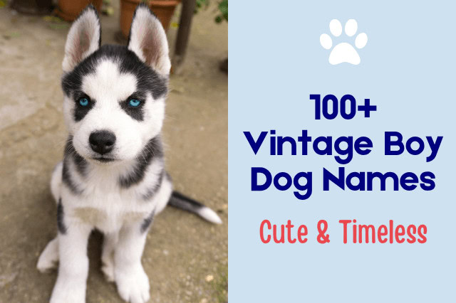 Cute husky puppy with text overlay reading "100+ Vintage Boy Dog Names" and "Cute & Timeless."