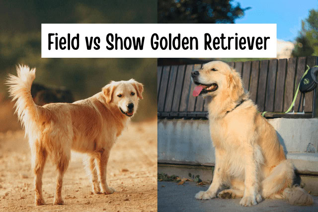 Side-by-side comparison of a Field Golden Retriever standing on a dirt path and a Show Golden Retriever sitting on a sidewalk with the text "Field vs Show Golden Retriever."