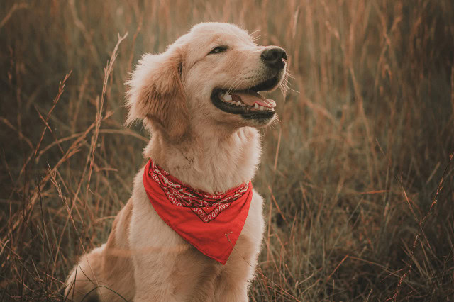 Field Golden Retriever puppy wearing a red bandana sitting in a grassy field.