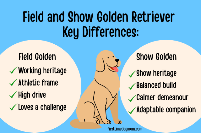 Field vs Show Golden Retriever comparison chart showing main differences in purpose, energy, build, and lifestyle fit.