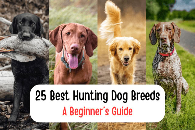 Collage of four hunting dog breeds including a Black Labrador Retriever, Vizsla, Golden Retriever, and German Shorthaired Pointer with the text "25 Best Hunting Dog Breeds."