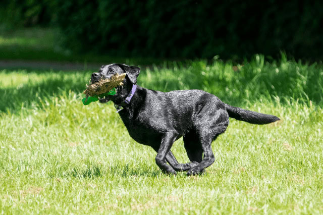 Black Labrador Retriever retrieving an object while running through a grassy field.
