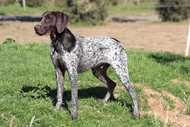 German Shorthaired Pointer standing in a grassy field and looking into the distance.