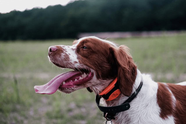 English Springer Spaniel standing in a grassy field and looking into the distance.