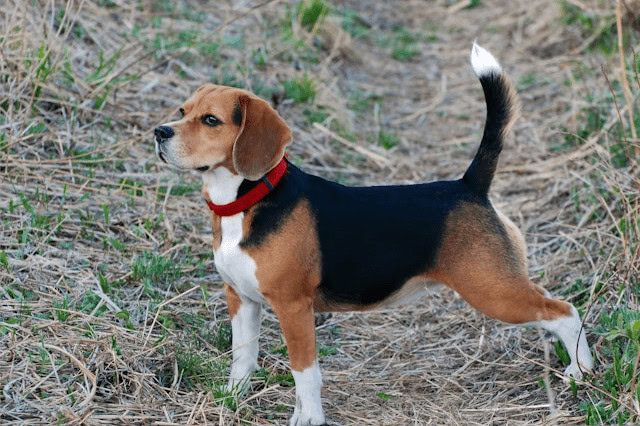 Beagle standing alert in a grassy field.
