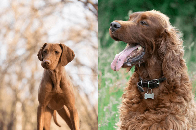 Collage featuring a Vizsla and an Irish Setter, two versatile hunting dog breeds.