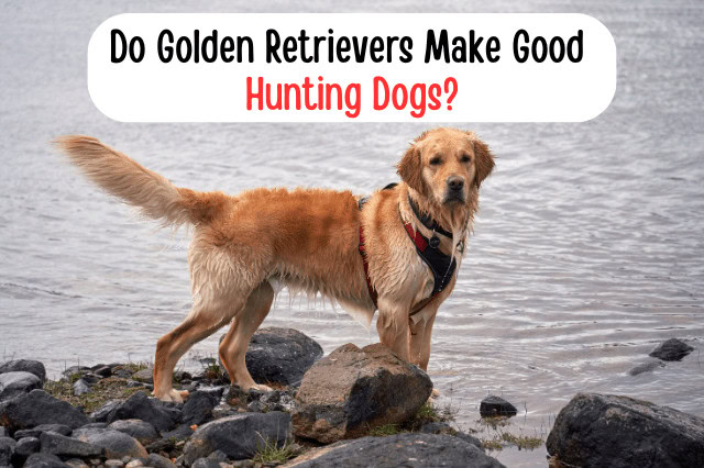 A wet Golden Retriever standing by a lake outdoors. Image text reads "Do Golden Retrievers Make Good Hunting Dogs?"