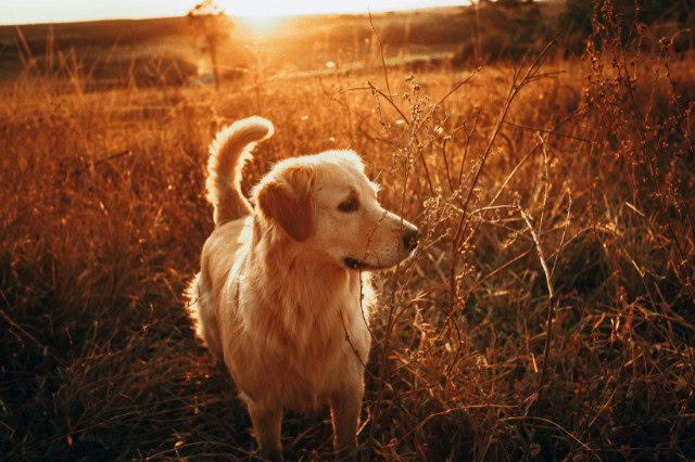 Golden Retriever looking across a field outdoors at sunset.