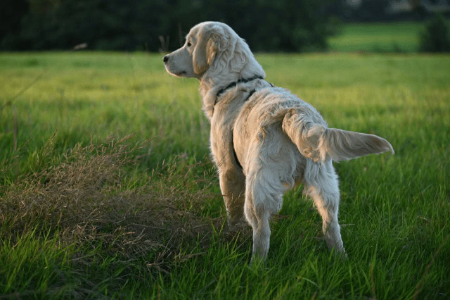 Young Golden Retriever looking out over a grassy field.